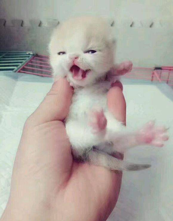 梦到被小猫抓伤，解读梦境中的微妙信息