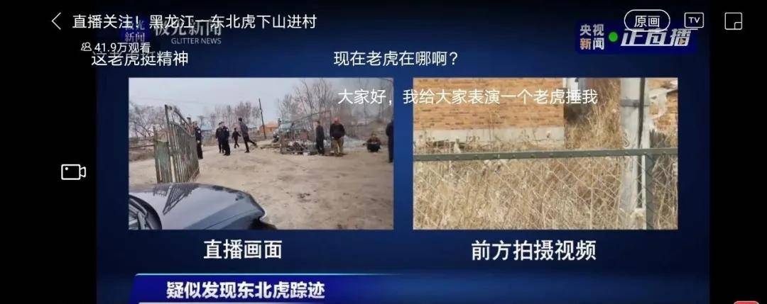 黑龙江野生东北虎进村咬人,惊恐现场曝光:太震撼了!_老虎