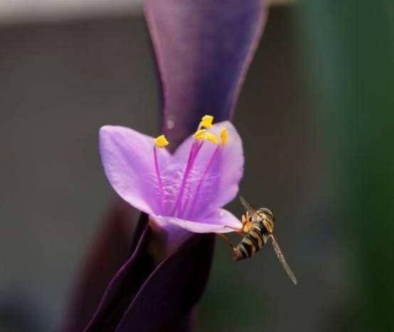 请教下面这种紫色叶子和紫色花的植物叫什么名字 五片花瓣的紫色花叫什