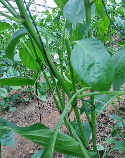 辣椒徒长了该怎么办