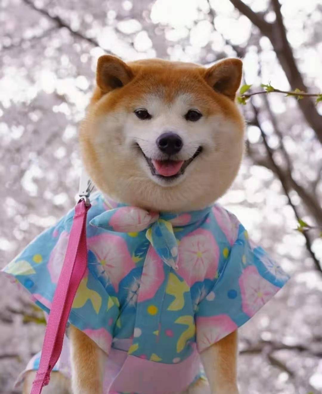 柴犬还有分类？你真的了解柴犬吗？怎么区分柴犬？_搜狐网