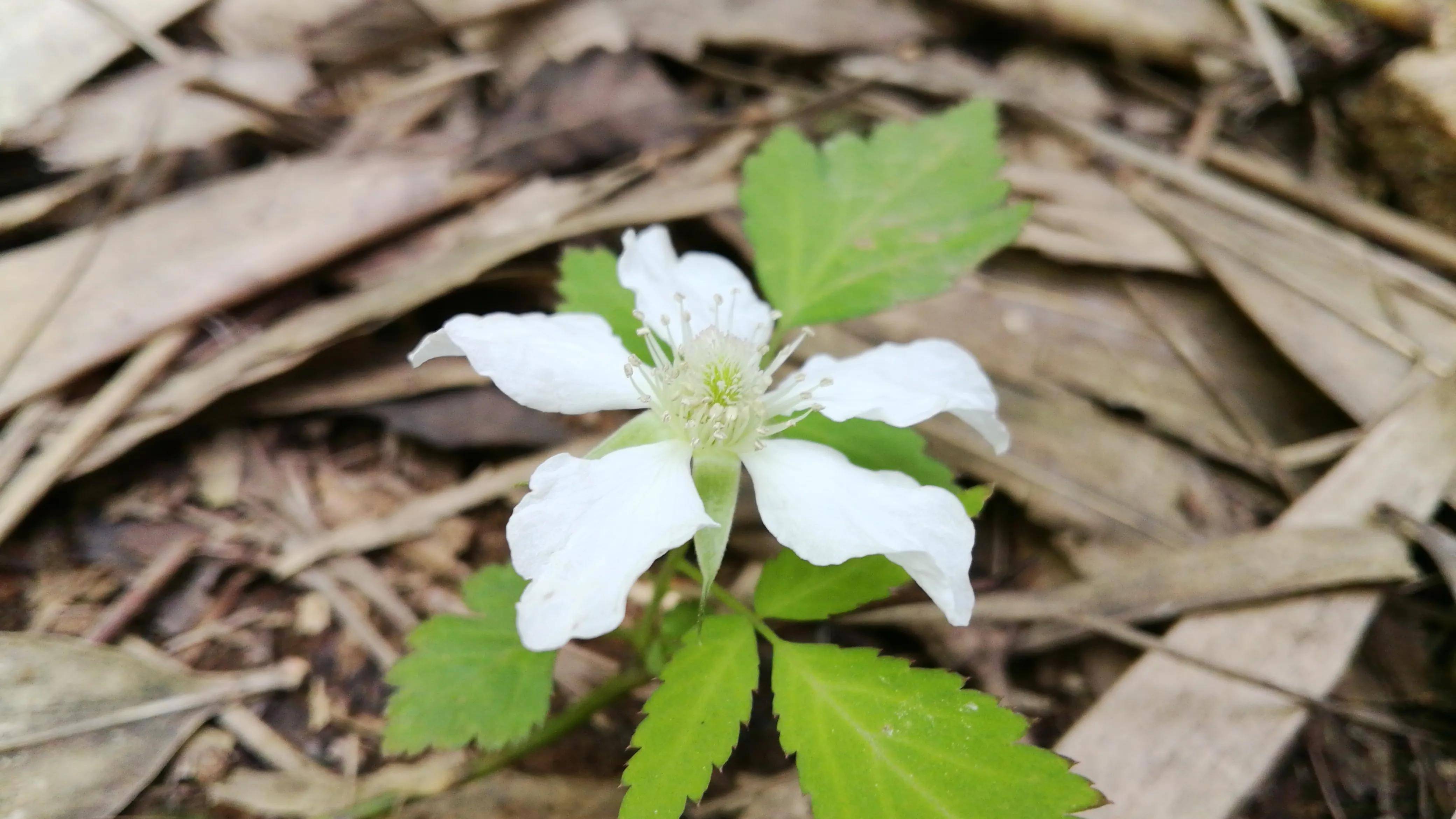 湖南资兴罗仙岭崖壁上的杜鹃花竹林里的蓬蘽lei花