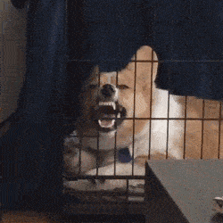 be6f0904660144ddbf1f56f74c7af341.gif