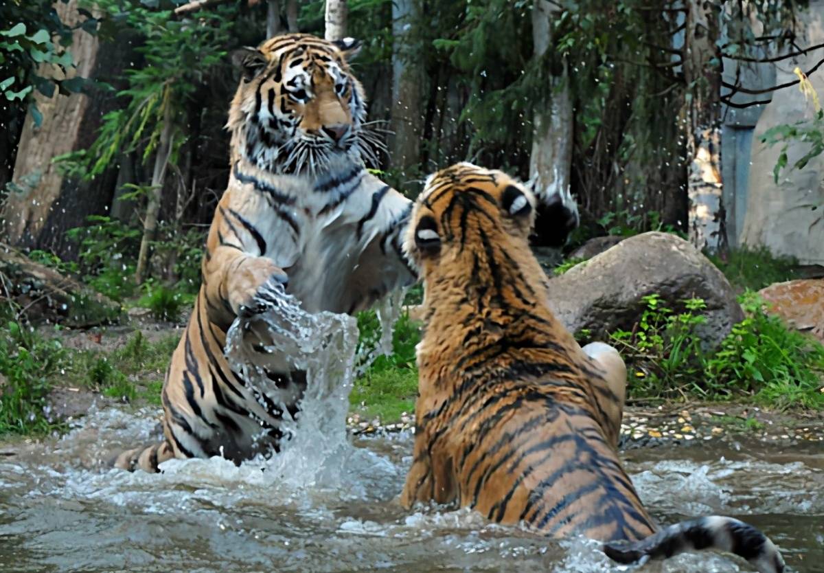 野生东北虎闯进黑龙江村庄,飞奔一掌拍碎车窗,它的杀伤力多强?