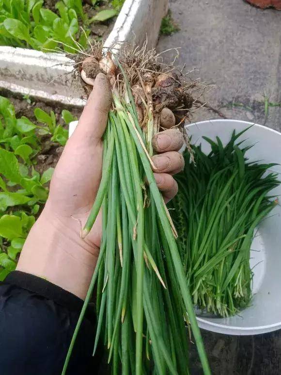 盆栽蔬菜种的多要多浇肥吗 ccf0117844e943858f7dba9f3ba110ee.jpeg