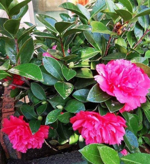 茶花用什么盆好养 d4ed481ece5b43bdb12026092fe2928b.jpeg