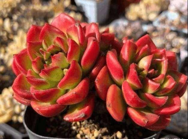 多肉怎么长得短粗 43b6918288924b3b8cecc8b9a8fb2fc4.jpeg