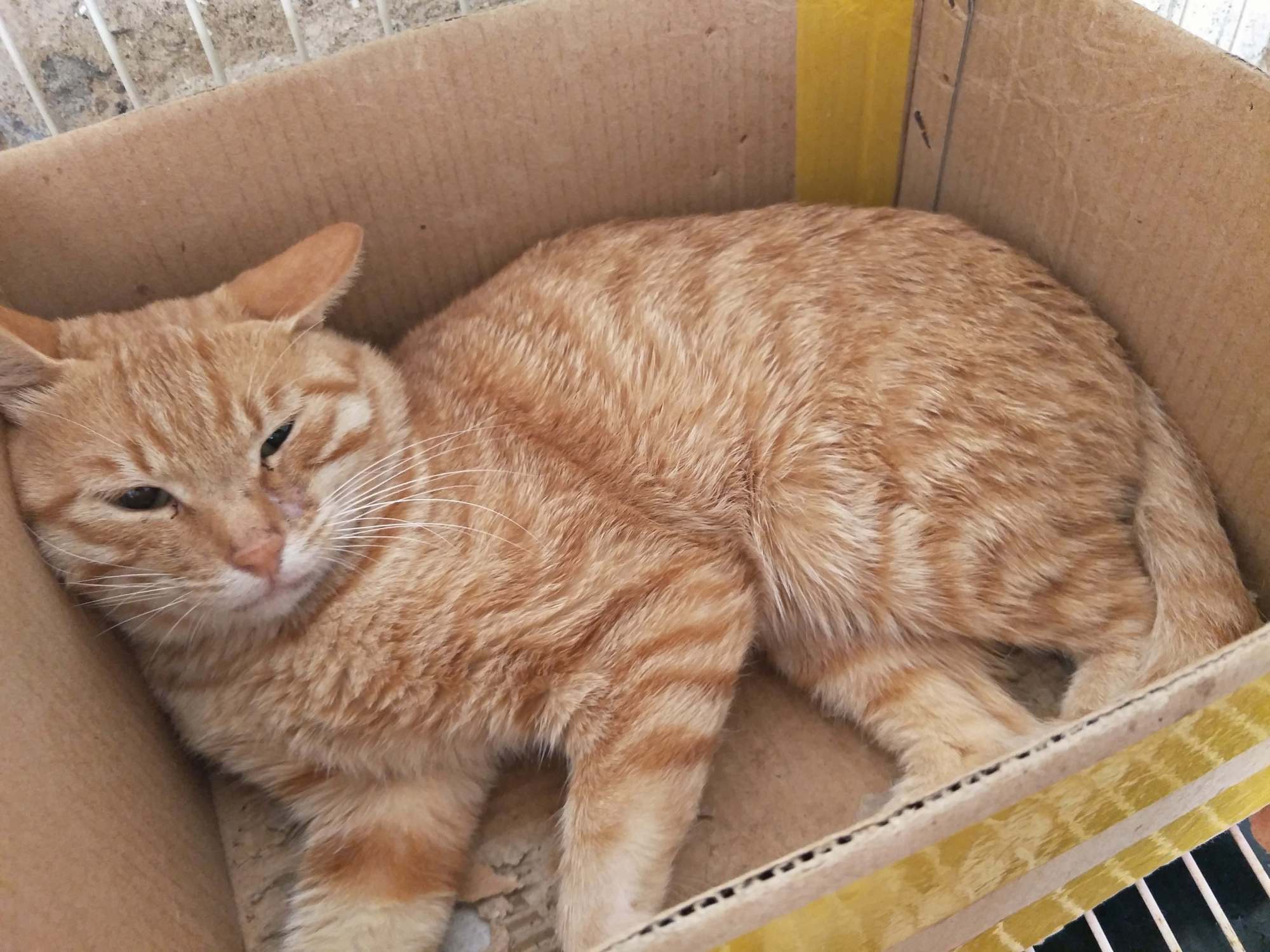 "养了一只土猫,又不值钱,还好意思晒?