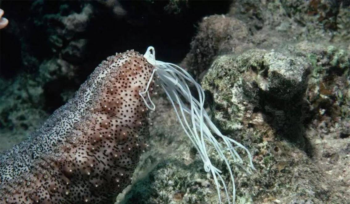 它吃掉自己的脑子,从动物变成"植物"_海鞘