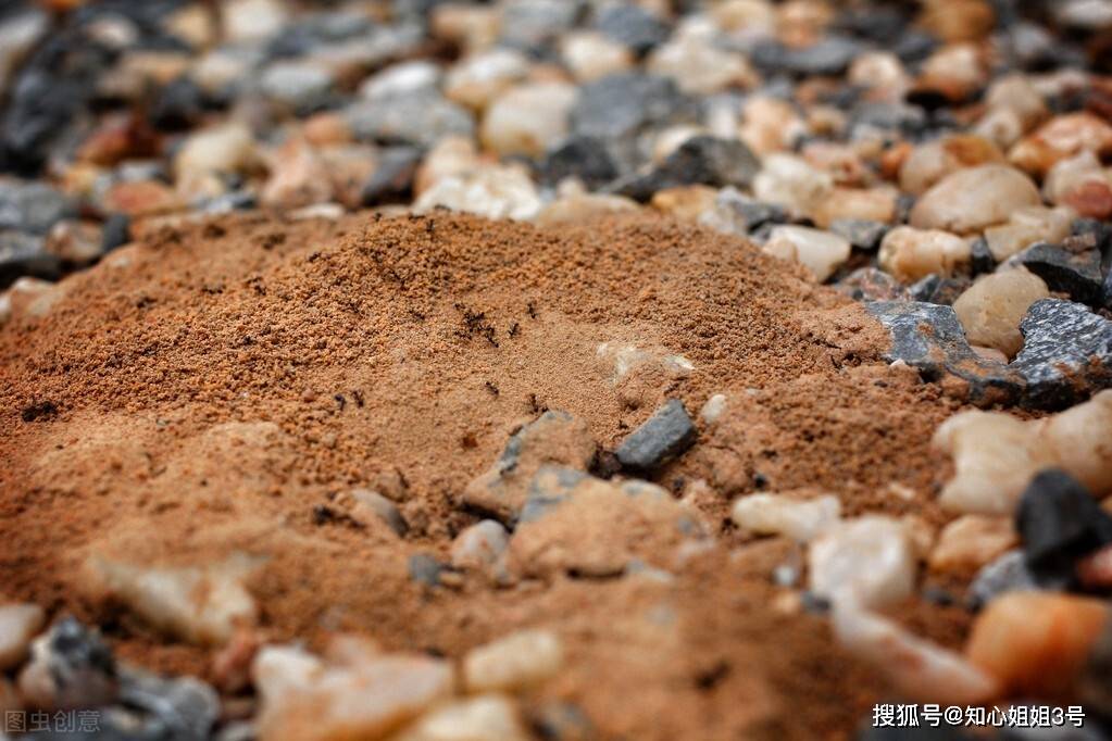 原创红火蚁已扩散至我国12个省份毒性极强被咬重则会休克甚至死亡