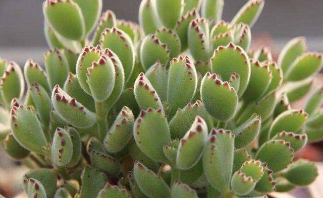 多肉怎么扦插生根快 a147969b3bd14780a7e48a751ab76dd6.jpeg