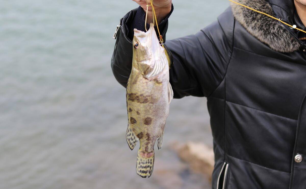 捕获一条50多斤的鳜鱼,钓友却不敢吃,但最终还是没有逃脱命运