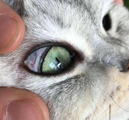 怎么自己在家给猫全身检查 3852d6414bf0493ead71d466aadc0206.jpeg