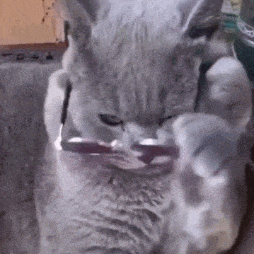68648dc9ead14ba99a1ec4fedee03e0a.gif