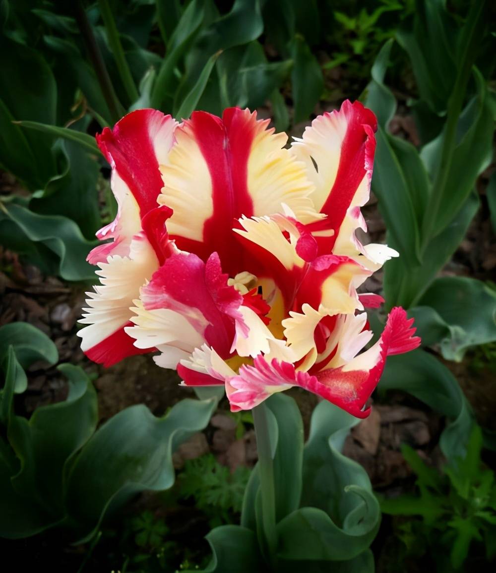 台湾|瘦西湖万花园