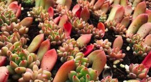 多肉叶插苗几天喷一次水 0b6b13fb4dfb4eb4ad8b6670b948e3d7.jpeg