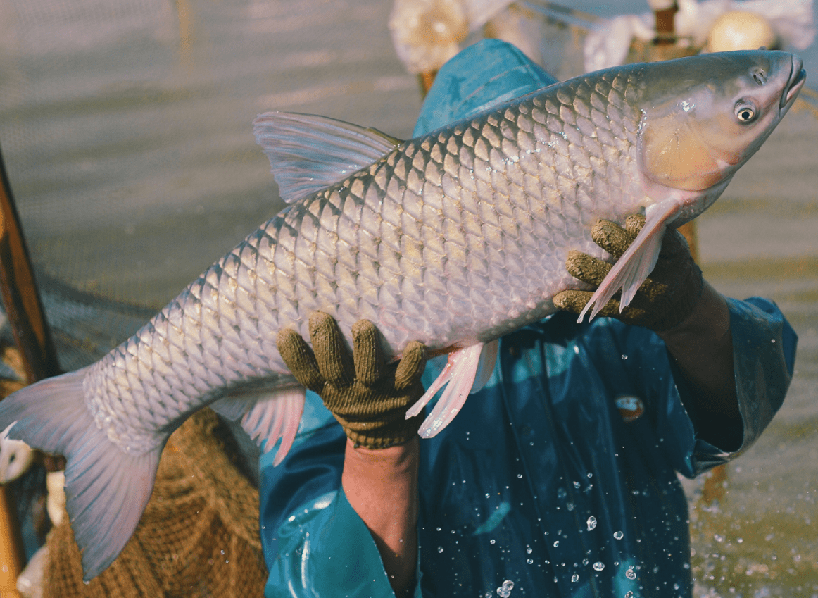 什么才算头鱼 4c0c2887d2a8459ca9fd6c0eaf487c9b.png