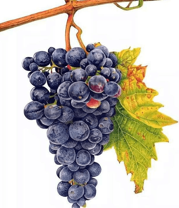 冷军画一串烂葡萄扔铁皮里卖了57万她的葡萄尽显生机却仍输了