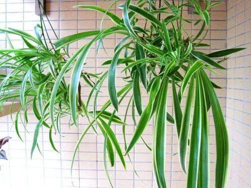 怎么养花草长得更茂盛 82e7f16fca784bd0918366a1328be7f7.jpeg