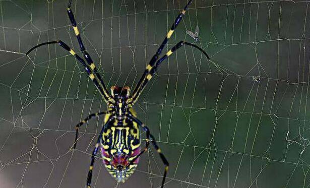 古人讲 早报喜夜报财 正晌报客来 是啥动物 多数年轻人不知 蜘蛛