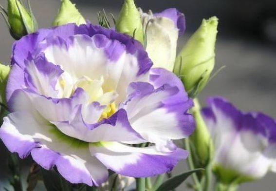 花期超长的室内盆栽 四季开花 花姿妖娆 四季繁花似锦 美 桔梗