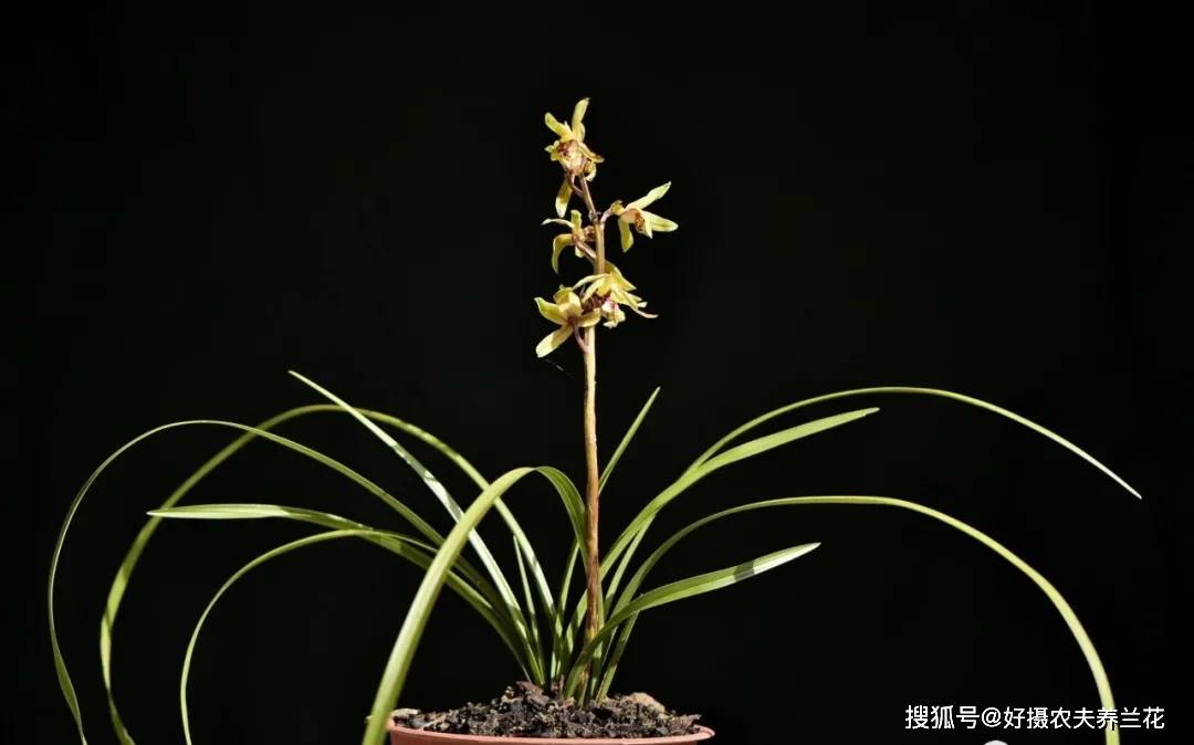 我是好摄农夫,用自己的实践与实例说兰花的种植养护,如果喜欢就点个赞