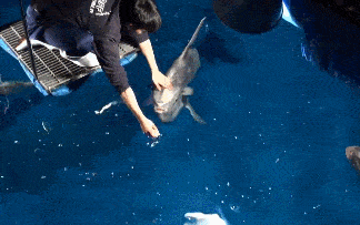 翻车鱼怎么吃食物 38fdc64bbb5645b59c47fb35957a1dac.gif