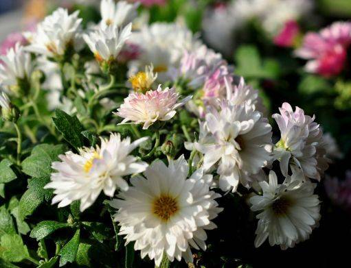 四月二十五日开始 家养此款花卉 365天开花不断 开成大花球 露薇