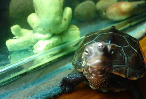 乌龟怎么喂饲料 da887d6ee74f4dc89af83ba4925afac4.jpeg