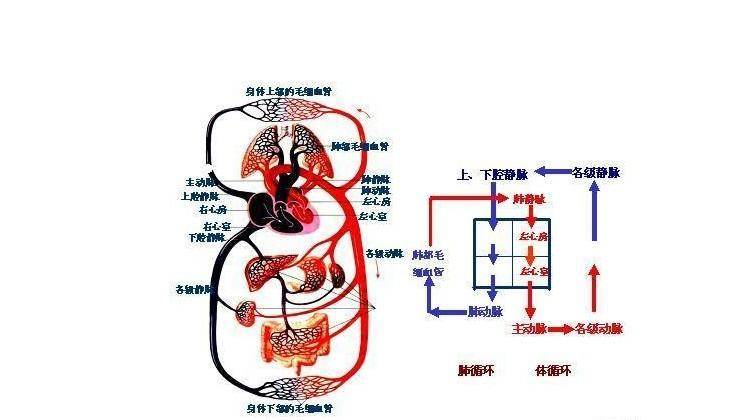 人类血液循环是封闭式的,由体循环和肺循环两条途径构成的双循环