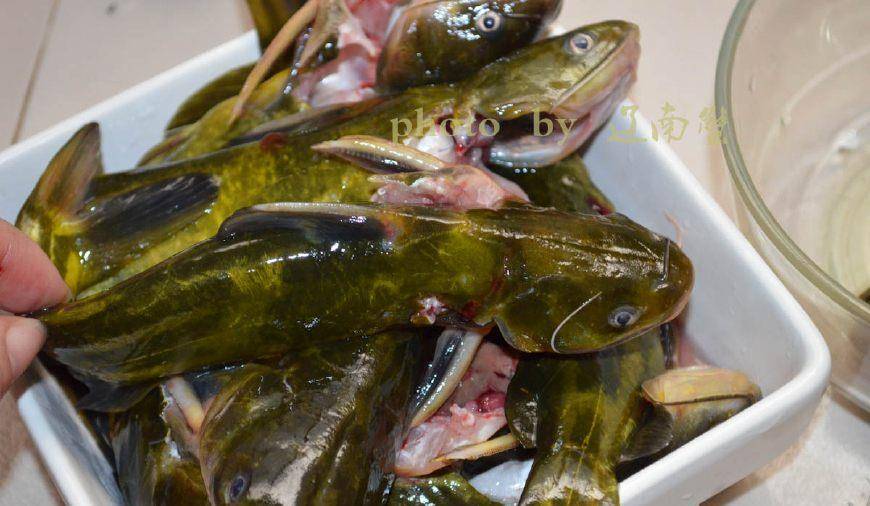 如何杀黄骨鱼 4aecd33ad0204f5a9c067d64529806a9.jpeg