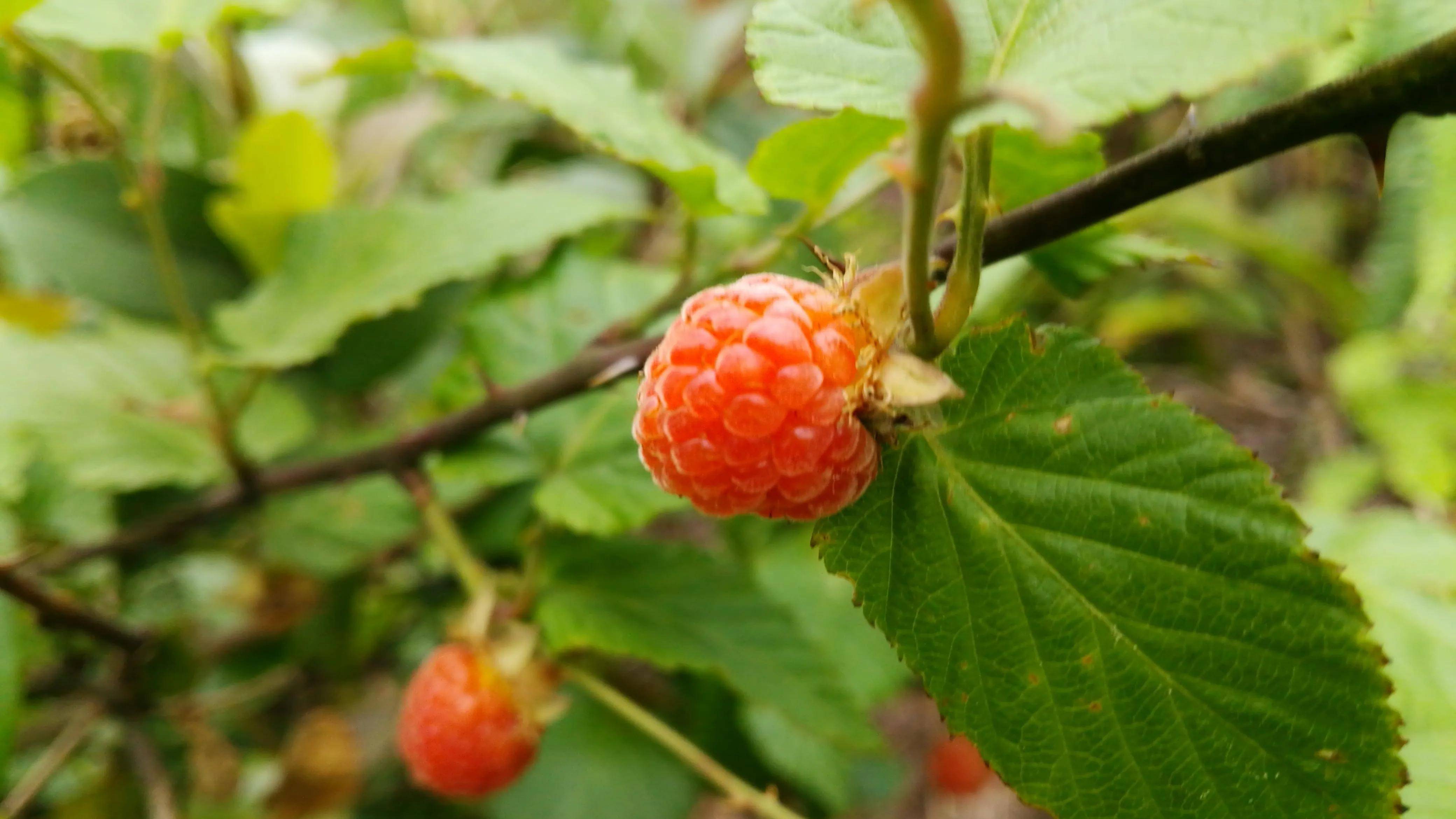 湖南资兴罗仙岭,小时候最喜爱的山野美味,令人垂涎欲滴的四月泡_评论
