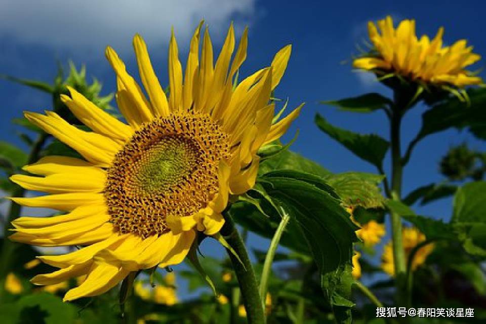 朴实无华的小句子，经典走心，让人心领神会