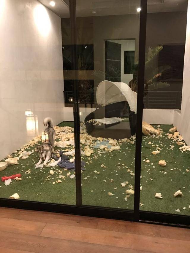 把哈士奇送到朋友家寄養，不到半天時間朋友要跟我絕交！ 萌趣萌寵 第3张