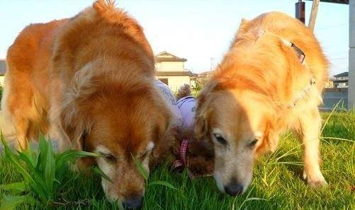 狗为啥会吃土 30d953793fce4496a9ecf6cbedd698a8.jpeg