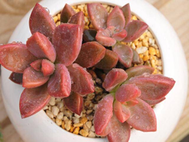 多肉水浇多了怎么办 6a28aaa55a574607a184176b526d3ff9.jpeg