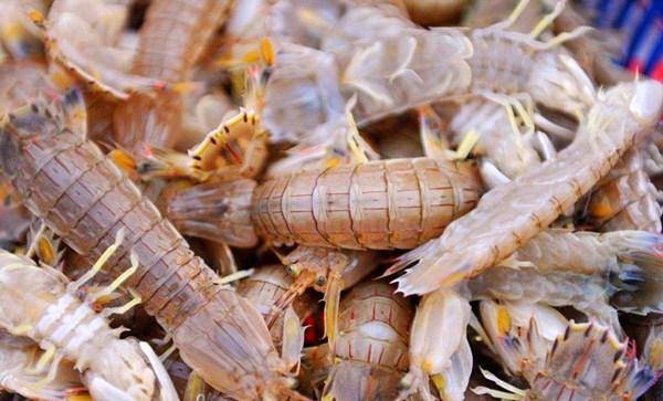 留园网 花30买了2斤皮皮虾 煮熟后都蜷成一团 老渔民 你赚到了 6park Com