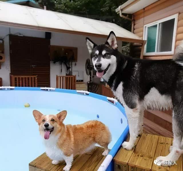 这三只柯基戏水特别棒!当二哈跑进泳池后发现…_哈士奇