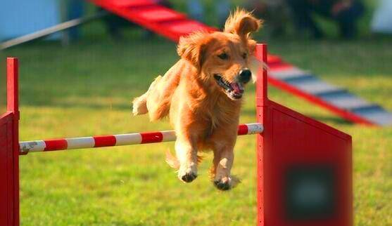 如何给狗狗做零食 719c34c487fc4998bd8a79a0551a0b43.jpeg