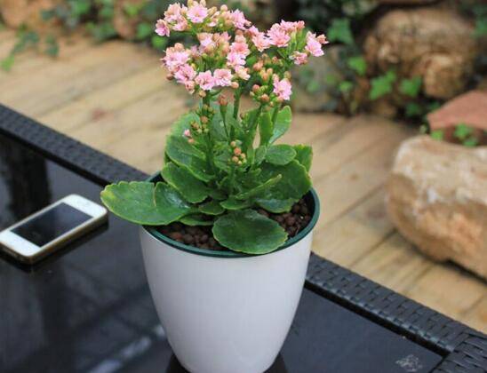 楼房里必养的8种花 家里养这8种花招财又旺财 风水