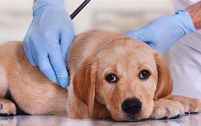 怎么看小狗狗怀孕 5a82bdcc16be401baa6117d037b50237.jpeg