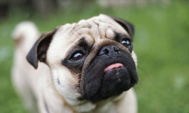 短鼻狗狗看着可爱 却是手术室常客 短鼻是它们大部分疾病的根源 鼻孔