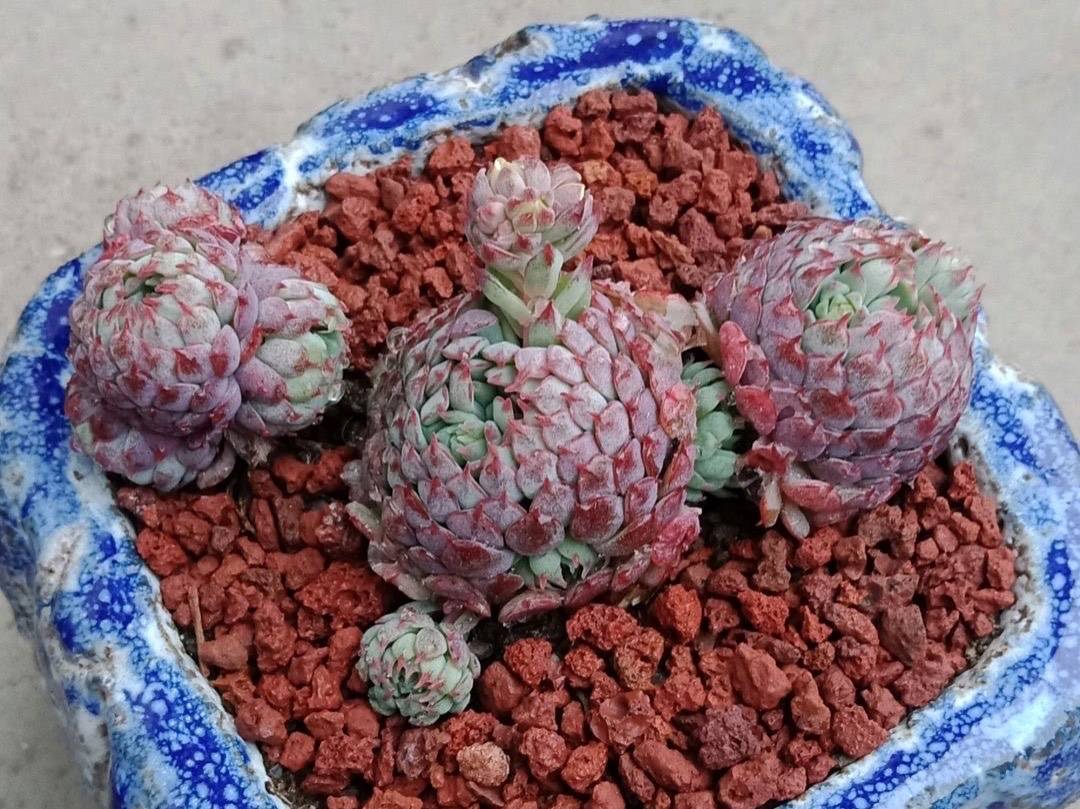 多肉小红衣价格 64457df6413643cda031224993a11c4d.jpeg