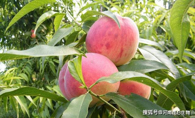 桃子怎么种才能长的快呢 6f6c0b0690ff42e7a9174564ea459bb4.jpeg