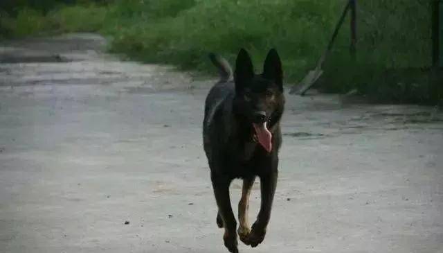 唯一能與德國牧羊犬相媲美的中華名犬，越過3米高牆輕而易舉！ 萌趣萌寵 第3张