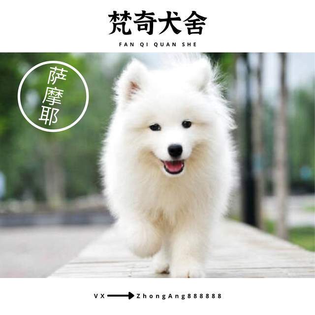 什么宠物狗适合新手 8a9372583fd243078da24e011bc00214.jpeg