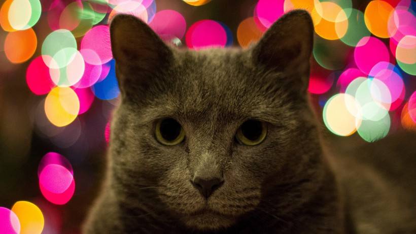 猫咪怎么看是圆脸 c3c5eb4ebc8748d0b73a33104f8e68cc.jpeg