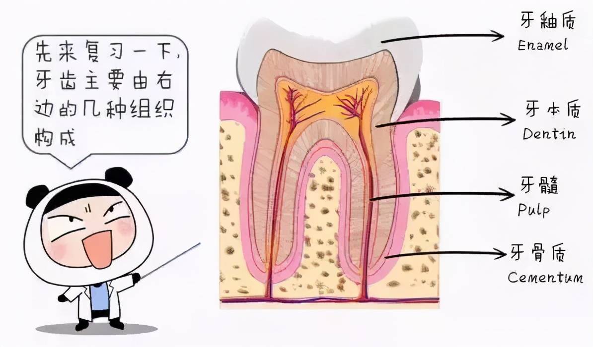 牙粉,牙贴,洗牙,冷光美白,瓷贴面,全瓷牙等等,它们的美白原理和效果有