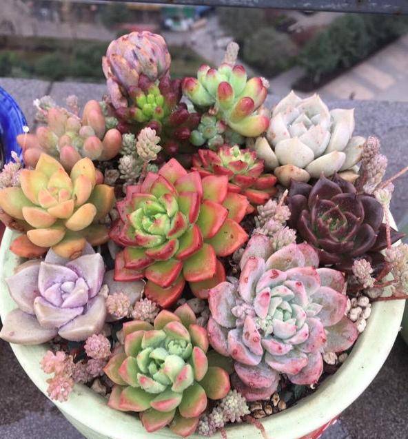 多肉怎么上色视频 9d89ab7cb3e14e07bcf2e464e5f3d6c5.jpeg