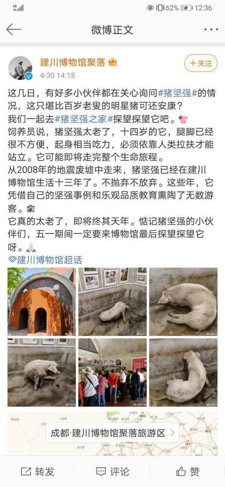 对于网络上说的要给"猪坚强"安乐死,魏建民强调这是谣言:"我们昨天